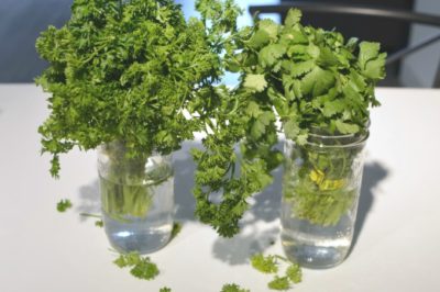You need to learn this Tuesday Tip to lengthen the life of your fresh herbs. Learn how to Store Fresh Herbs in your refrigerator and never let your hard work in the garden go to waste again.