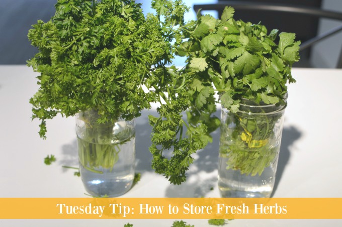 You need to learn this Tuesday Tip to lengthen the life of your fresh herbs. Learn how to Store Fresh Herbs in your refrigerator and never let your hard work in the garden go to waste again.