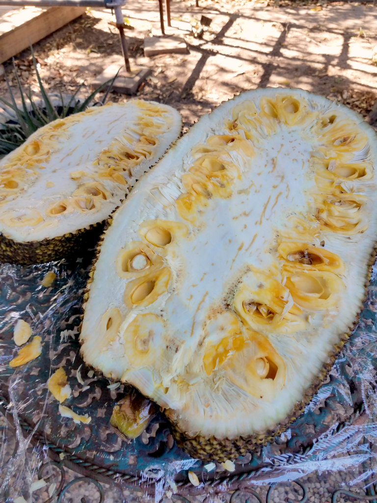 Jackfruit is a trendy farmers market find that's a great healthy snack, dessert ingredient option, or meat alternative, but how do you process it? Learn how to select, cut, store fresh jackfruit right now!