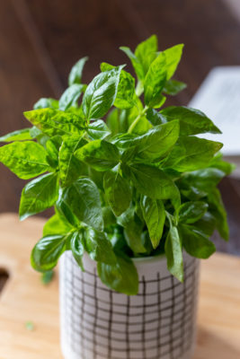 Incorporating basil in any of its forms, from fresh herbs to essential oils, into your daily routine introduces health benefits like anti-inflammatory and antimicrobial properties. Reduce pain, increase libido and energy, and decrease the signs of aging.
