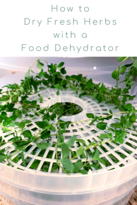 Need to learn how to preserve fresh herbs you've been growing? Learn how to easily dry fresh herbs in a food dehydrator. Dried herbs store easily and can be used to flavor your recipes just like the garden variety.