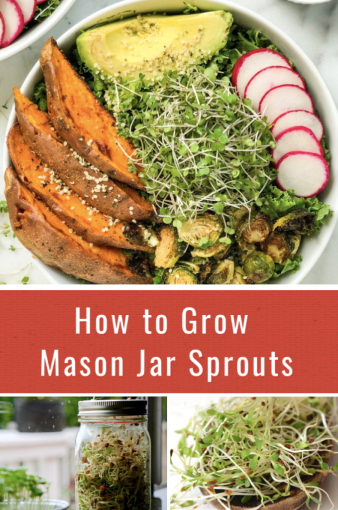 Enjoy fresh sprouts all year long in your salads, sandwiches, and more when you learn how to Grow Mason Jar Sprouts at home. You'll have freshly-grown superfood with fiber, vitamins, and protein in less than a week!